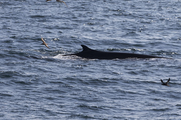 Obraz premium Whale watching.