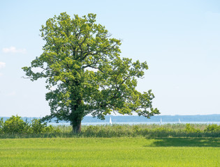 Fototapeta na wymiar Baum auf der Insel Herrenchiemsee