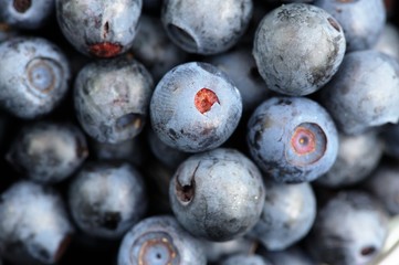 Juicy fresh forest blueberries closeup