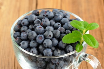 Glass teacup full of fresh wild blueberries with green spring on