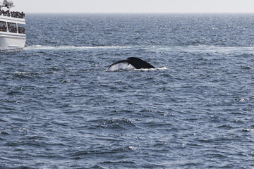 Fototapeta premium Whale watching.