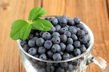 Glass teacup full of fresh wild blueberries with green spring on