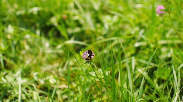Bumblebee gathers pollen and flies away.