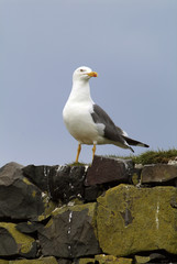 Goéland argenté, Larus argentatus