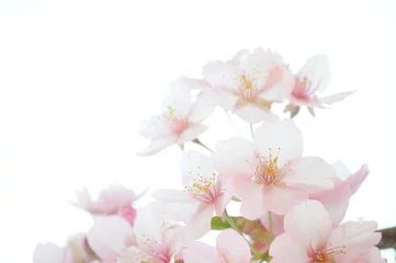 Crédence de cuisine en verre imprimé Fleur de cerisier fleurs de cerisier