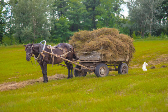Horse and hay wagon in a field on background , hay photo for y