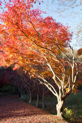 Fototapeta premium 紅葉の秋