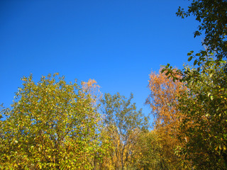 autumn trees and blue sky