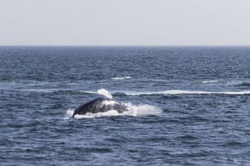Fototapeta premium Whale watching.