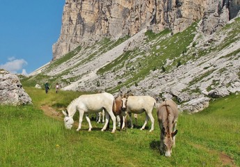 Esel auf der Weide vor Bergkulisse © Franz Gerhard