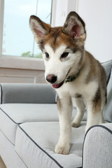 Cute Alaskan Malamute puppy on sofa, close up