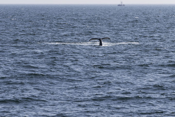 Fototapeta premium Whale watching.