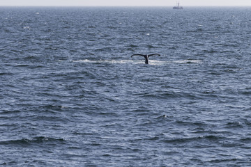 Obraz premium Whale watching.