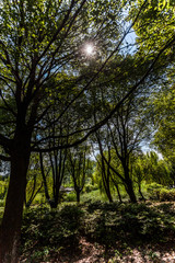 Naklejka premium wald am taihu lake