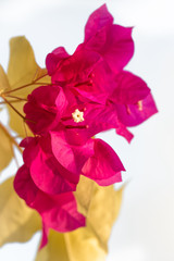 Fototapeta premium Bougainvillea , Flowers