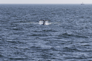 Whale watching.