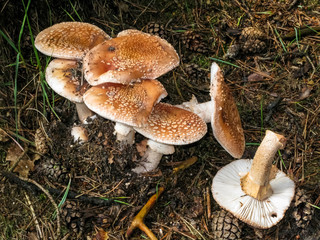 Amanita fungi toadstool in the woodlands, Netherlands in autumn