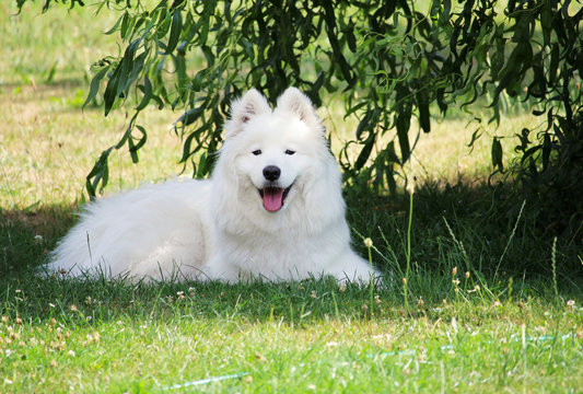 Smile of adorable white samoyed puppy dog