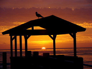 Gull watching the sunset in La Jolla