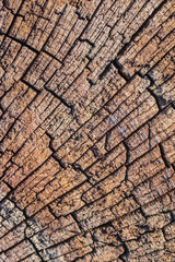 Top surface of an old, bituminous, weathered, rotten, Square Timber Bollard, made of obsolete, scrapped Railroad Cross Tie Timber, with some fungi, lichen and moss in traces.