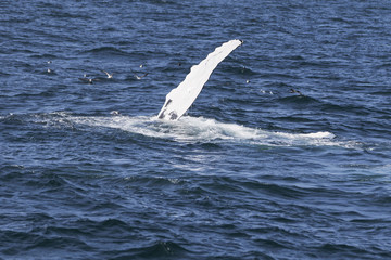 Fototapeta premium Whale watching.