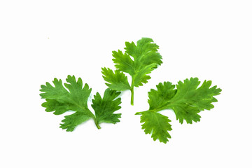 coriander leaves