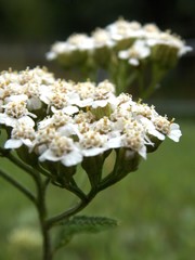 Yarrow