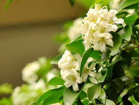 Wild Water Plum flower. tropical flower (Wrightia religiosa Bent