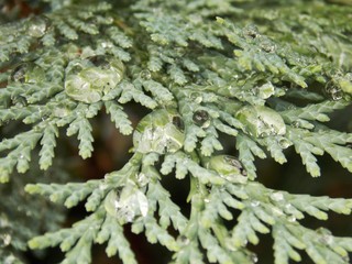 Dew on needles