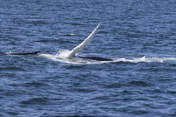 Naklejka premium Whale watching.