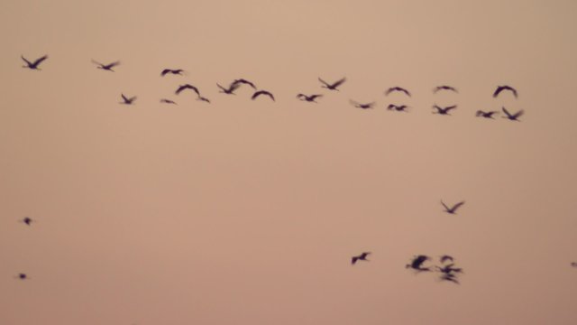 Fliegende Kraniche vor Abendhimmel
