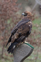 Aquila chrysaetos - Aigle royal - Golden Eagle