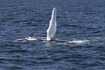 Whale watching.