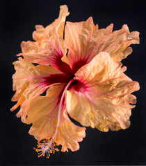 orange hibiscus flower isolated on black background