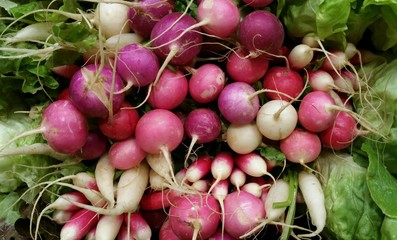 Rainbow Radishes at a Produce Stand