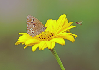 Brauner Waldvogel © Heiner Witthake