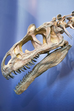 ossa di dinosauro