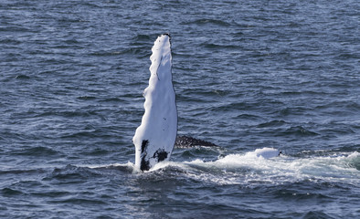Naklejka premium Whale watching.