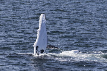 Naklejka premium Whale watching.