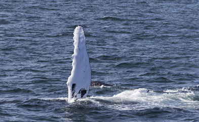 Naklejka premium Whale watching.