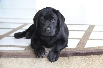 black labrador puppy