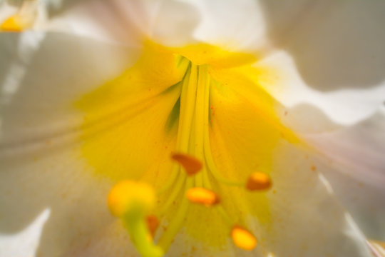 White lily beauty