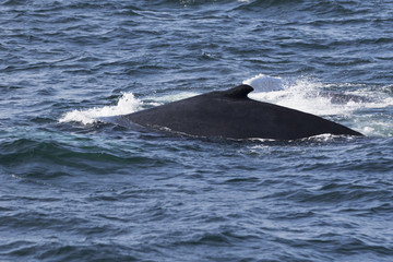 Fototapeta premium Whale watching.