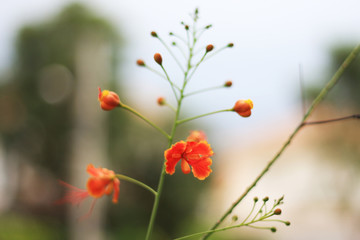 Beautiful flowers