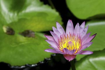 Thai lotus in public park in Thailand, Lilly flower.