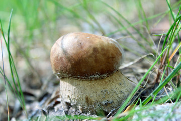 Beautiful and small cep in the grass