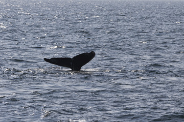 Fototapeta premium Whale watching.