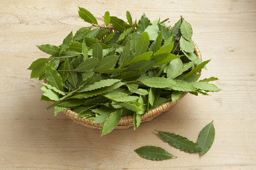 Basket with fresh picked bay leaves