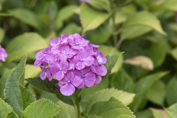 紫陽花