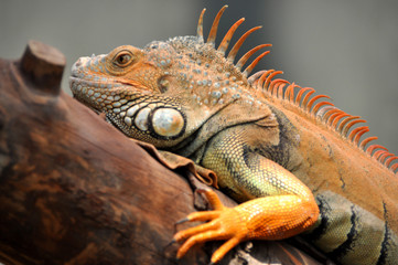 Iguane